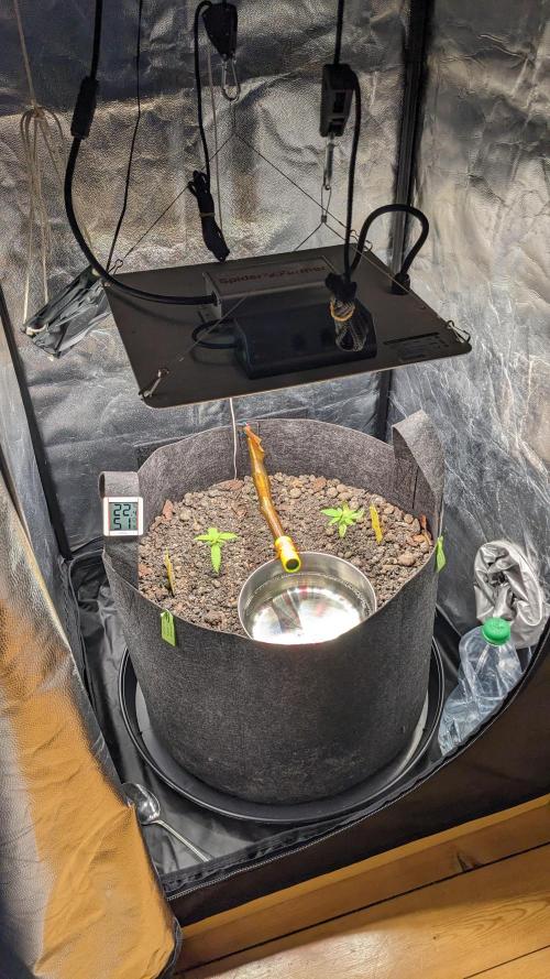VARIGATED Mimosa Cake Auto | Living Soil. Week 3 - Day 21 Setup