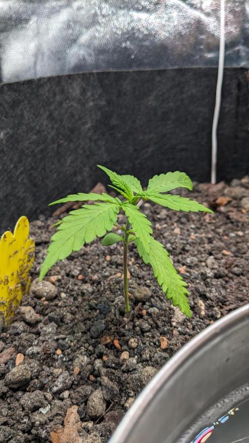 VARIGATED Mimosa Cake Auto | Living Soil. Week 4 - Day 25 G