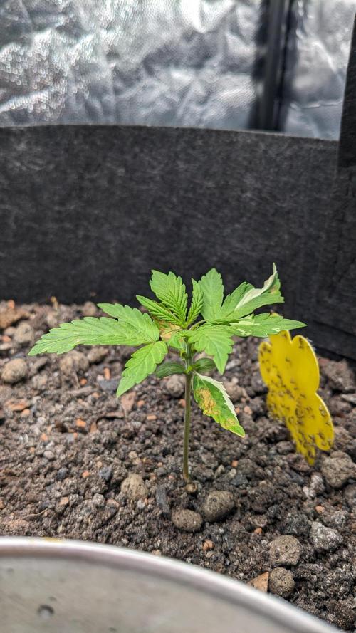 VARIGATED Mimosa Cake Auto | Living Soil. Week 4 - Day 25 M