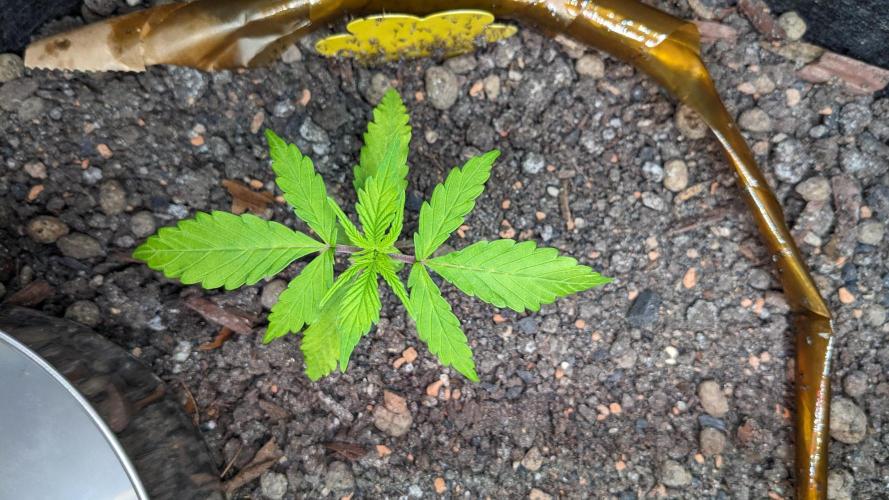 VARIGATED Mimosa Cake Auto | Living Soil. Week 4 - Day 26 G