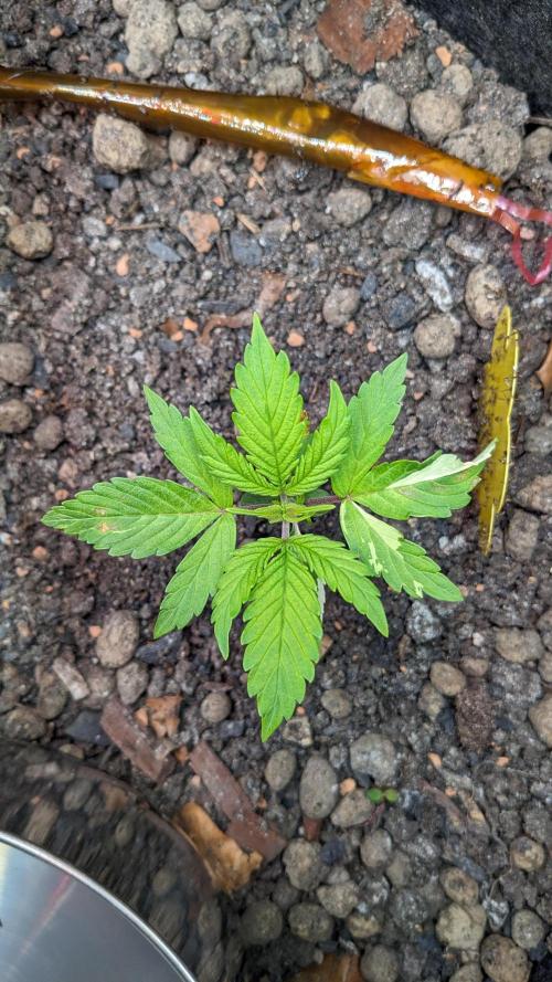 VARIGATED Mimosa Cake Auto | Living Soil. Week 4 - Day 26 M