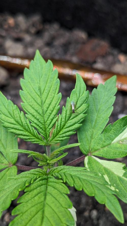 VARIGATED Mimosa Cake Auto | Living Soil. Week 4 - Day 26 Organisms