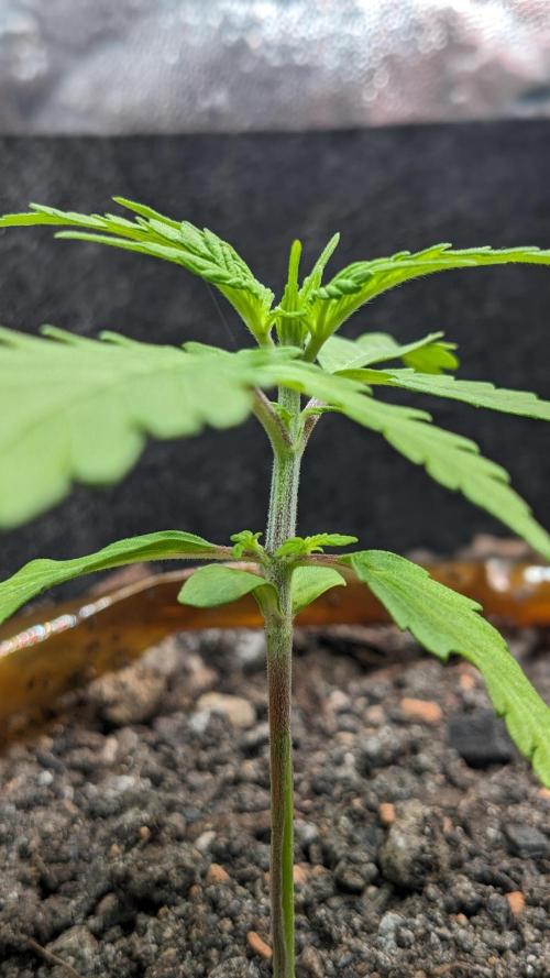 VARIGATED Mimosa Cake Auto | Living Soil. Week 4 - Day 27 G