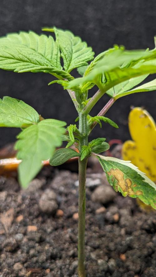 VARIGATED Mimosa Cake Auto | Living Soil. Week 4 - Day 27 M