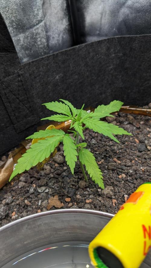 VARIGATED Mimosa Cake Auto | Living Soil. Week 4 - Day 28 G