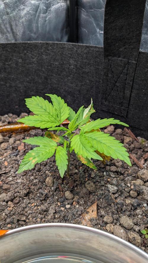 VARIGATED Mimosa Cake Auto | Living Soil. Week 4 - Day 28 M