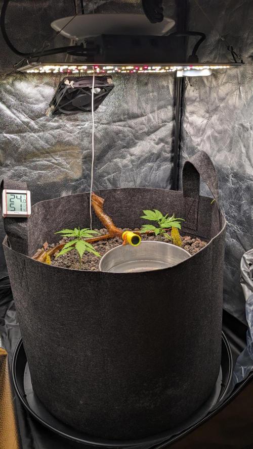 VARIGATED Mimosa Cake Auto | Living Soil. Week 4 - Day 28 Setup