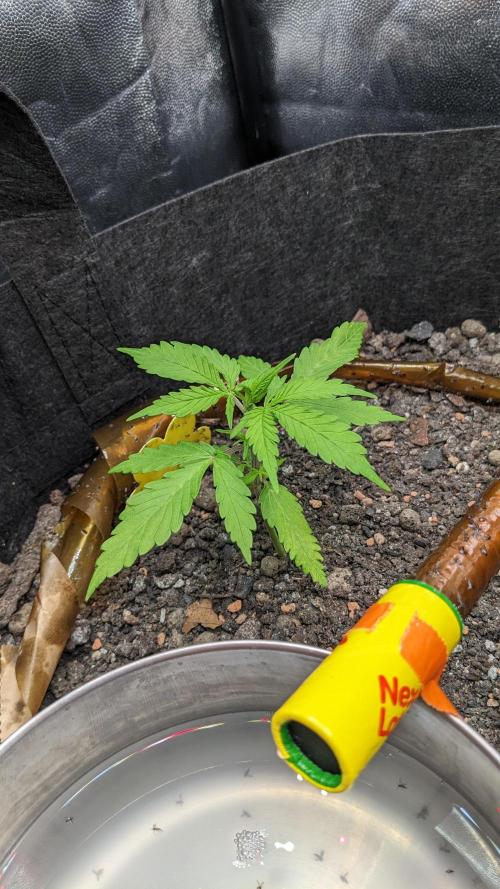 VARIGATED Mimosa Cake Auto | Living Soil. Week 5 - Day 29 G