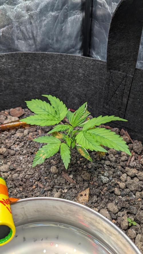 VARIGATED Mimosa Cake Auto | Living Soil. Week 5 - Day 29 M