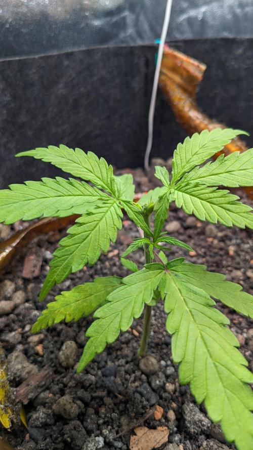 VARIGATED Mimosa Cake Auto | Living Soil. Week 5 - Day 30 G - Topping