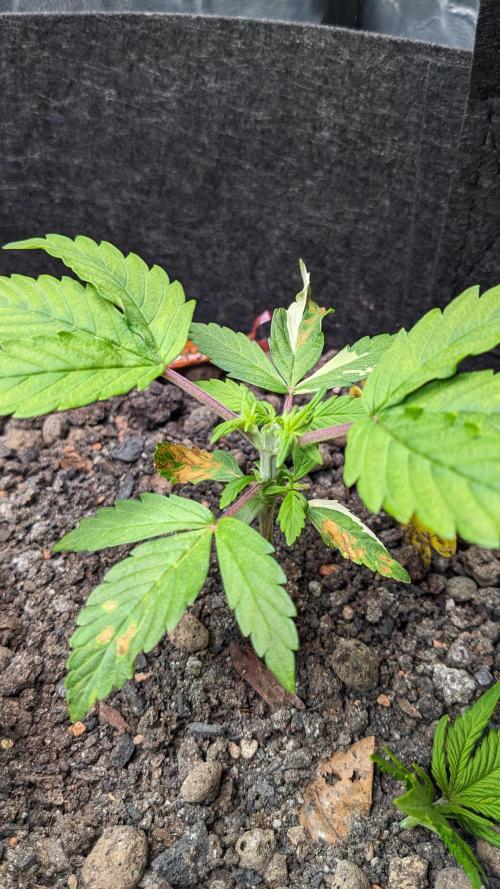 VARIGATED Mimosa Cake Auto | Living Soil. Week 5 - Day 30 M - Topping