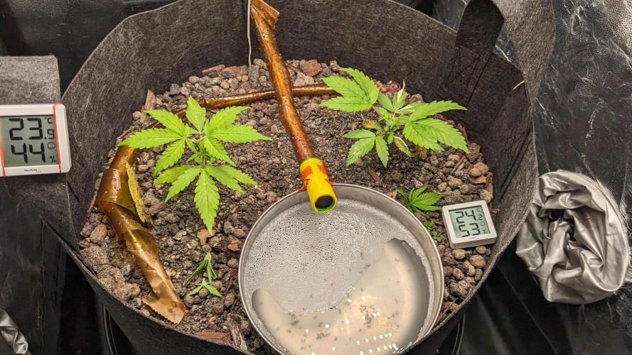 VARIGATED Mimosa Cake Auto | Living Soil. Week 5 - Day 30 Setup