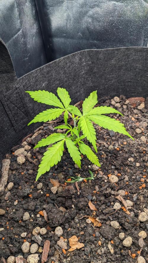 VARIGATED Mimosa Cake Auto | Living Soil. Week 5 - Day 31 G