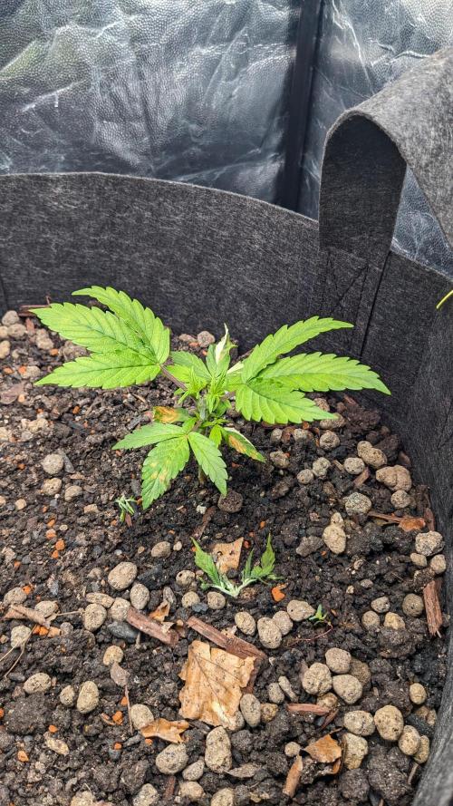 VARIGATED Mimosa Cake Auto | Living Soil. Week 5 - Day 31 M