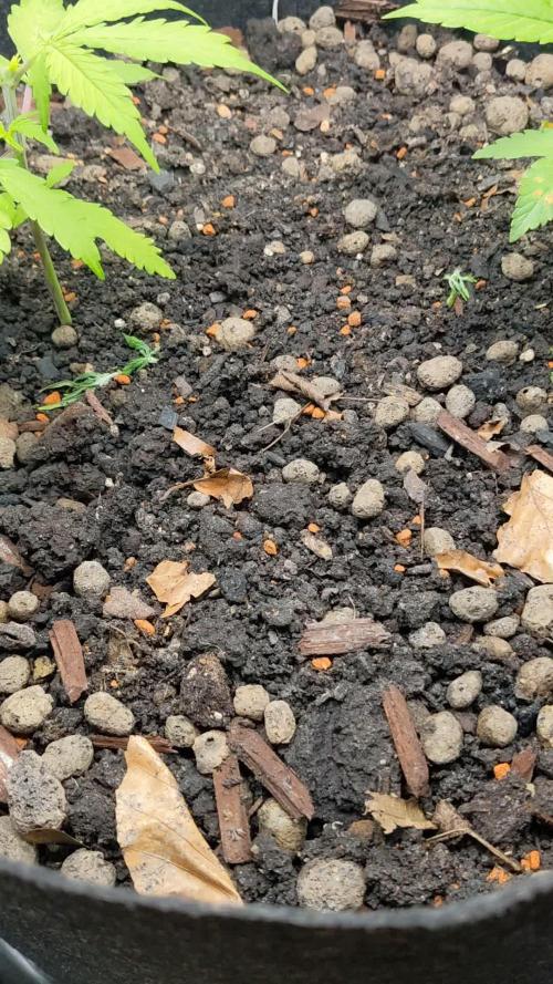 VARIGATED Mimosa Cake Auto | Living Soil