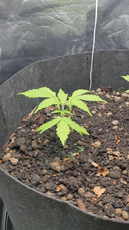VARIGATED Mimosa Cake Auto | Living Soil