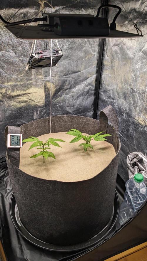 VARIGATED Mimosa Cake Auto | Living Soil. Week 5 - Day 32 Setup