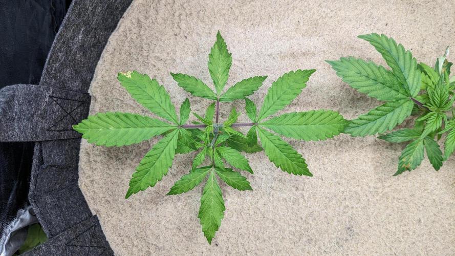 VARIGATED Mimosa Cake Auto | Living Soil. Week 5 - Day 33 G