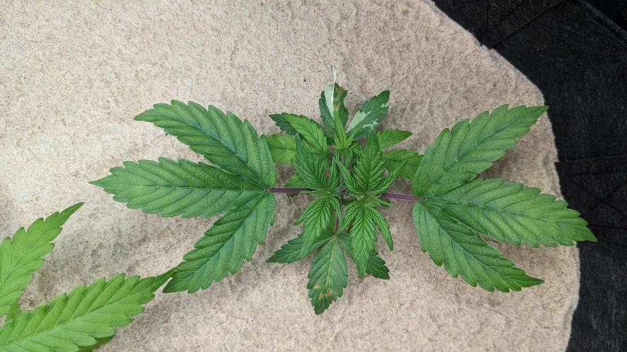 VARIGATED Mimosa Cake Auto | Living Soil. Week 5 - Day 33 M