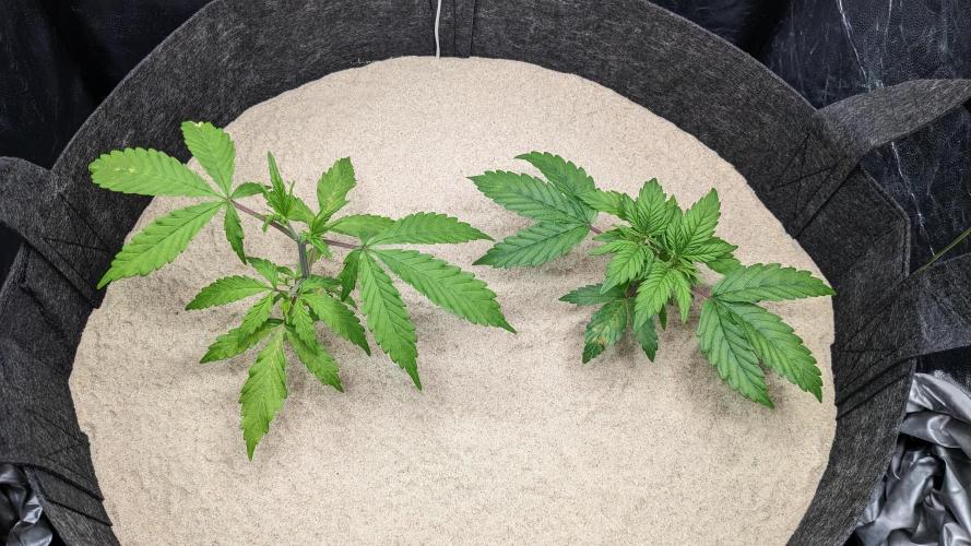 VARIGATED Mimosa Cake Auto | Living Soil. Week 5 - Day 34 G + M