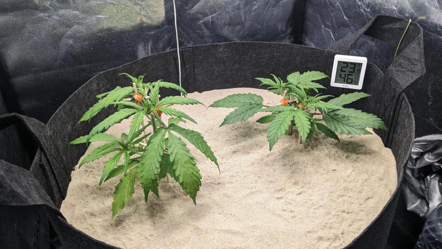 VARIGATED Mimosa Cake Auto | Living Soil. Week 6 - Day 37 M + G