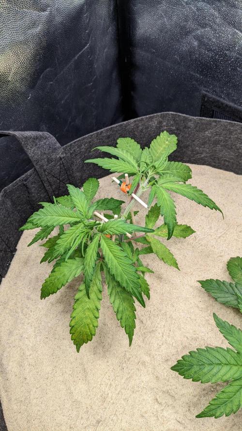 VARIGATED Mimosa Cake Auto | Living Soil. Week 6 - Day 38 G