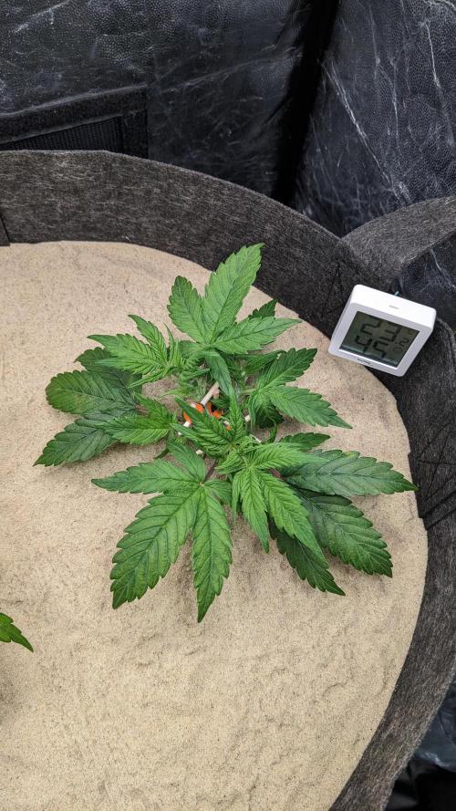 VARIGATED Mimosa Cake Auto | Living Soil. Week 6 - Day 38 M