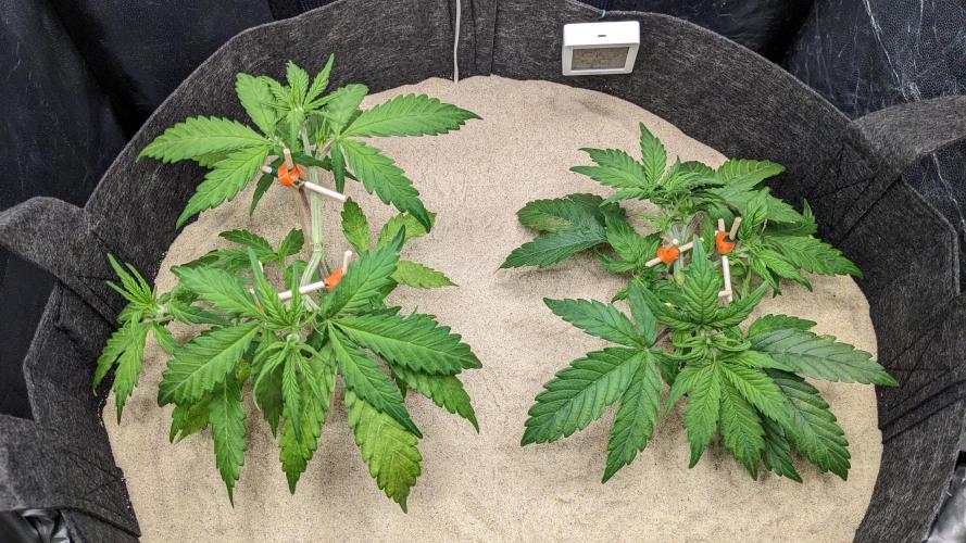 VARIGATED Mimosa Cake Auto | Living Soil. Week 6 - Day 39 G + M