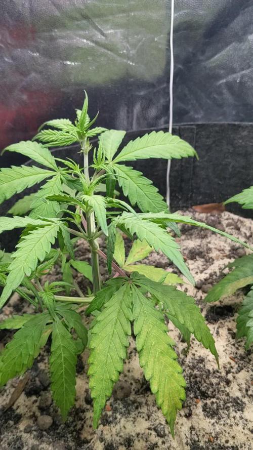VARIGATED Mimosa Cake Auto | Living Soil