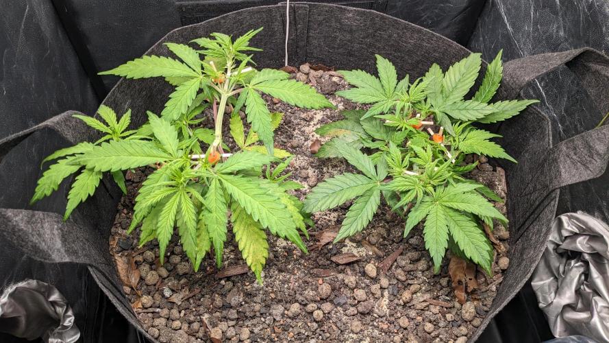 VARIGATED Mimosa Cake Auto | Living Soil. Week 6 - Day 41 G + M