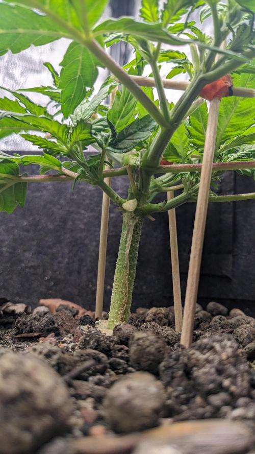 VARIGATED Mimosa Cake Auto | Living Soil. Week 6 - Day 41 M Nodal Distance