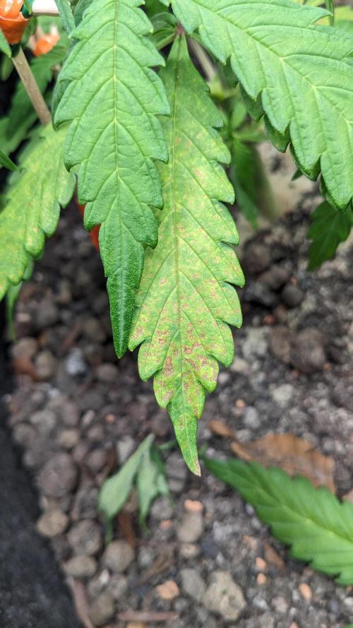 VARIGATED Mimosa Cake Auto | Living Soil. Week 6 - Day 42 Deficiencies