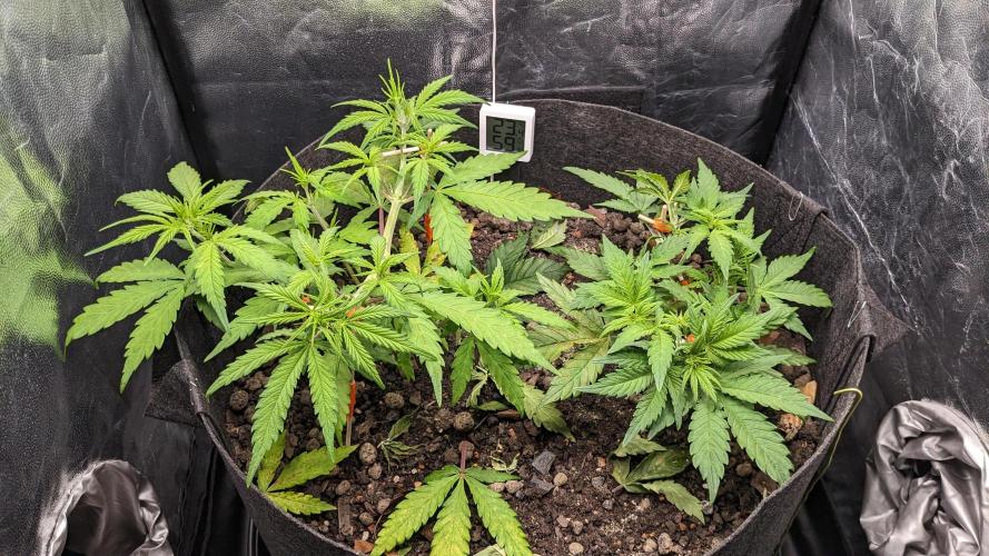 VARIGATED Mimosa Cake Auto | Living Soil. Week 7 - Day 44 G + M