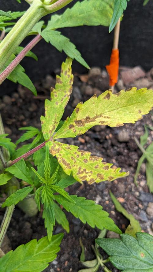 VARIGATED Mimosa Cake Auto | Living Soil. Week 7 - Day 46 G Deficiency