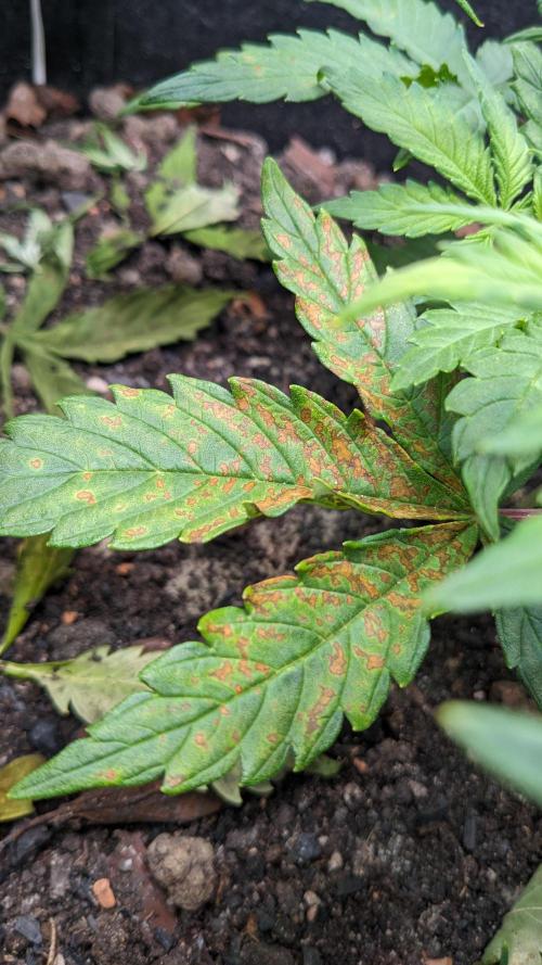 VARIGATED Mimosa Cake Auto | Living Soil. Week 7 - Day 46 M Deficiency