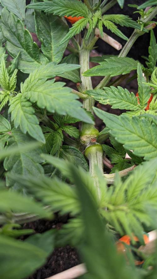 VARIGATED Mimosa Cake Auto | Living Soil. Week 7 - Day 46 M Nodal Spacing