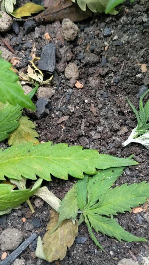 VARIGATED Mimosa Cake Auto | Living Soil