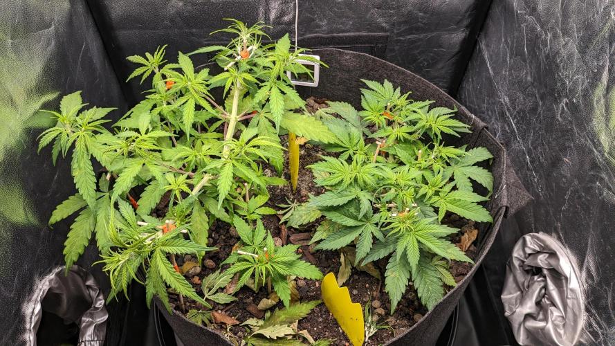 VARIGATED Mimosa Cake Auto | Living Soil. Week 7 - Day 48 G + M