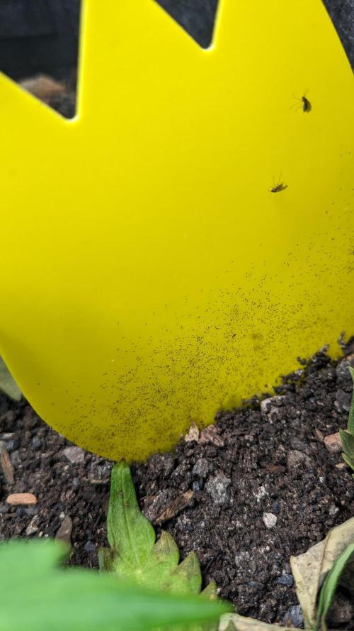 VARIGATED Mimosa Cake Auto | Living Soil. Week 7 - Day 48 Springtails + Sciaridae