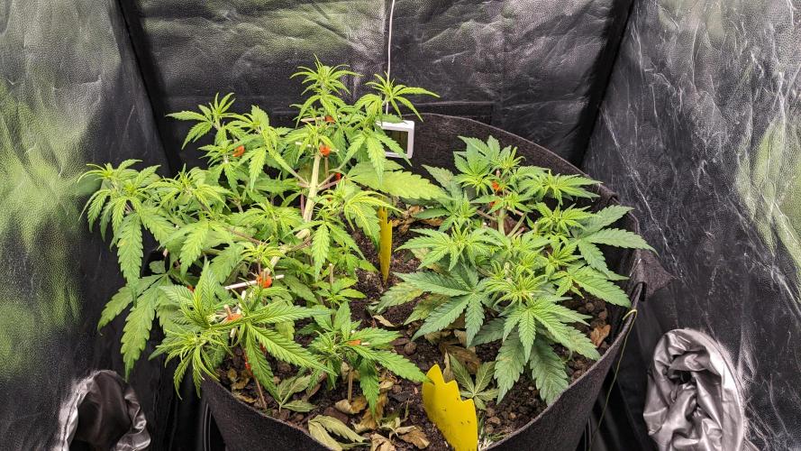 VARIGATED Mimosa Cake Auto | Living Soil. Week 7 - Day 49 G + M