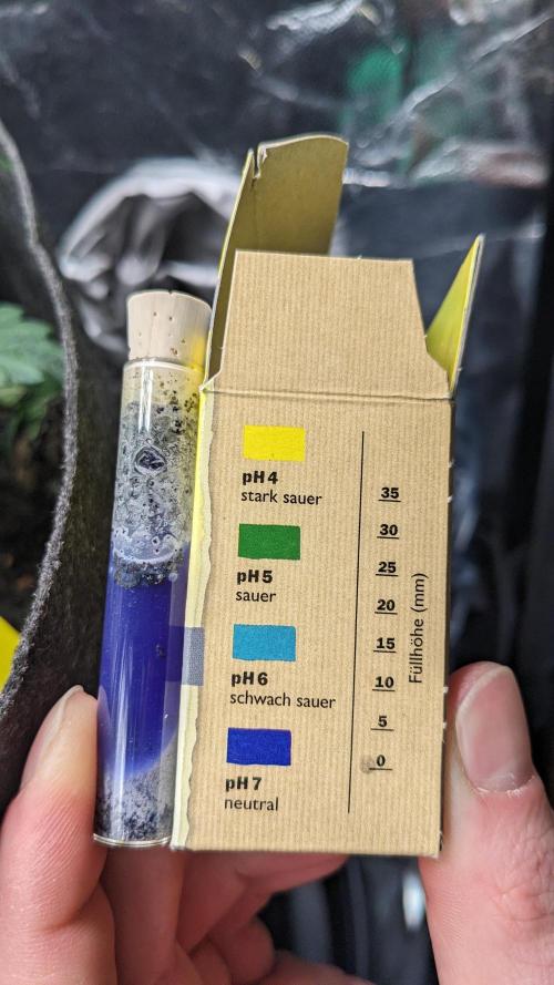 VARIGATED Mimosa Cake Auto | Living Soil. Week 7 - Day 49 PH