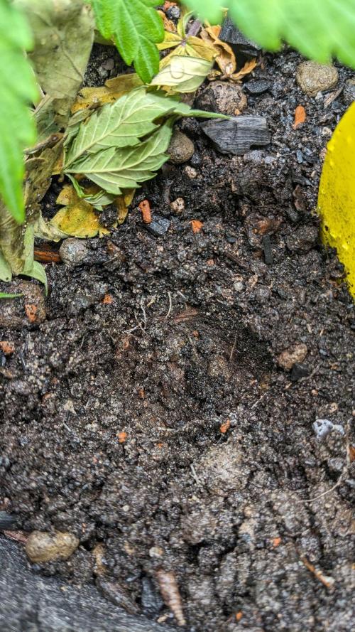 VARIGATED Mimosa Cake Auto | Living Soil. Week 7 - Day 49 Soil