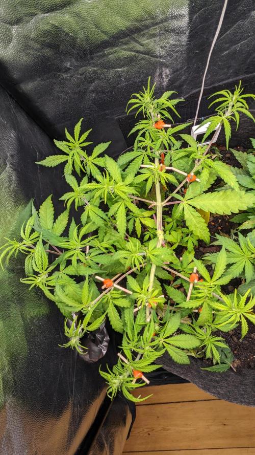 VARIGATED Mimosa Cake Auto | Living Soil. Week 8 - Day 51 G