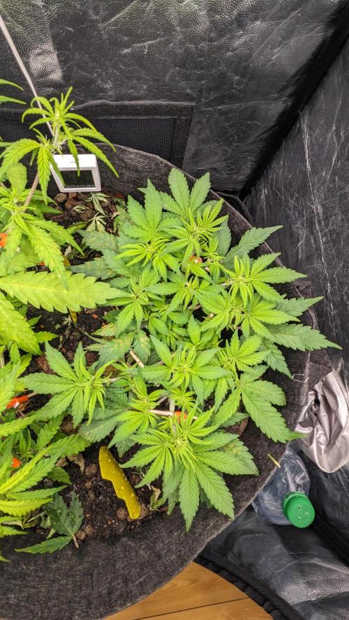 VARIGATED Mimosa Cake Auto | Living Soil. Week 8 - Day 51 M