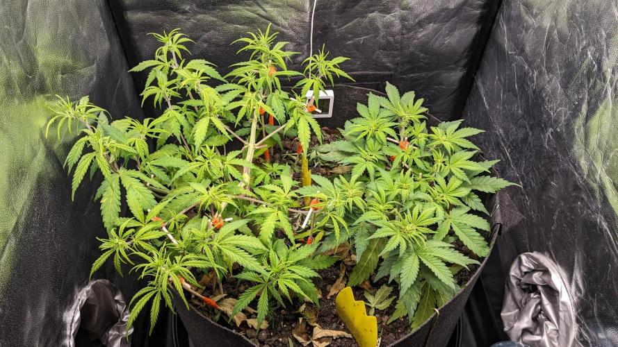 VARIGATED Mimosa Cake Auto | Living Soil. Week 8 - Day 52 G + M