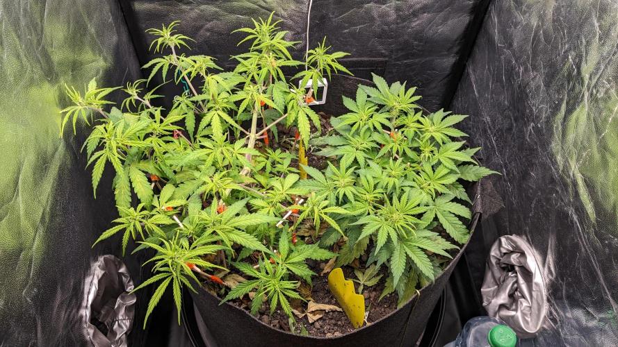 VARIGATED Mimosa Cake Auto | Living Soil. Week 8 - Day 53 G + M