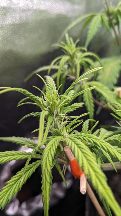 VARIGATED Mimosa Cake Auto | Living Soil. Week 8 - Day 53 G