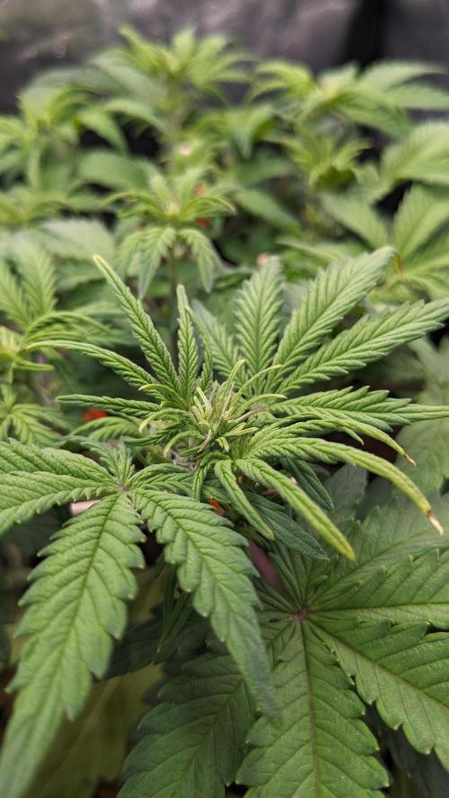 VARIGATED Mimosa Cake Auto | Living Soil. Week 8 - Day 53 M