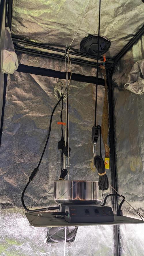 VARIGATED Mimosa Cake Auto | Living Soil. Week 8 - Day 54 Setup 02