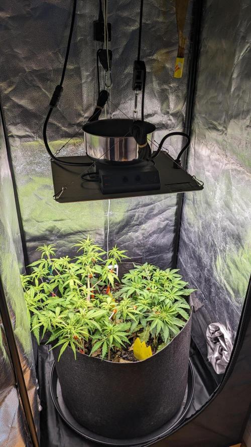 VARIGATED Mimosa Cake Auto | Living Soil. Week 8 - Day 54 Setup